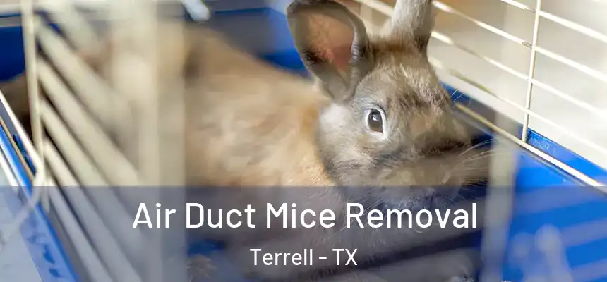 Air Duct Mice Removal Terrell - TX